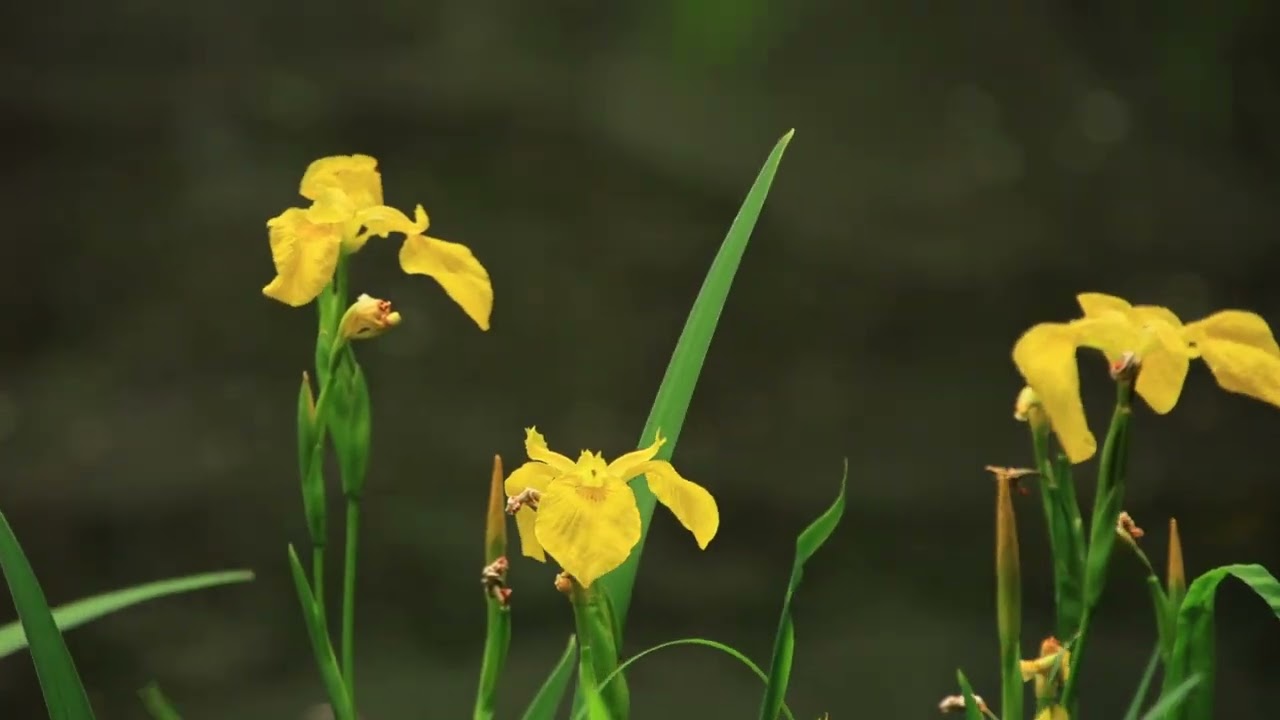 新緑とキショウブ （不退寺）