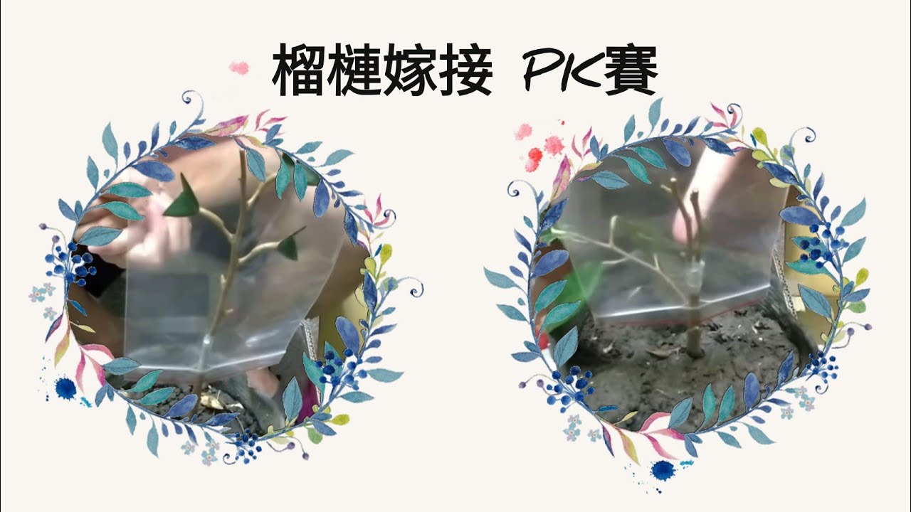 「榴槤嫁接 PK賽」~園丁老哥VS 園丁老弟
