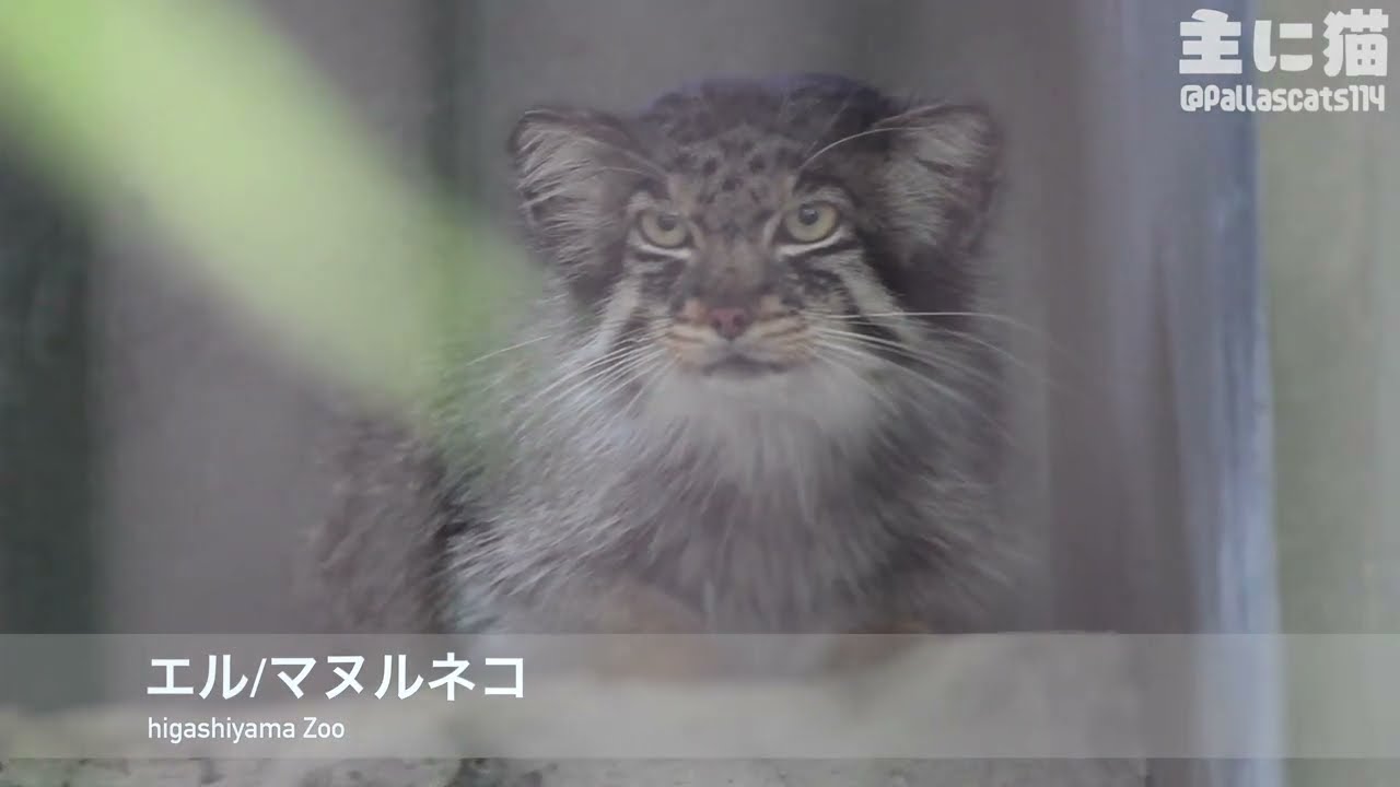 【東山動植物園】放飼場奥でゆったりするエル【Pallas's cat】【manul】