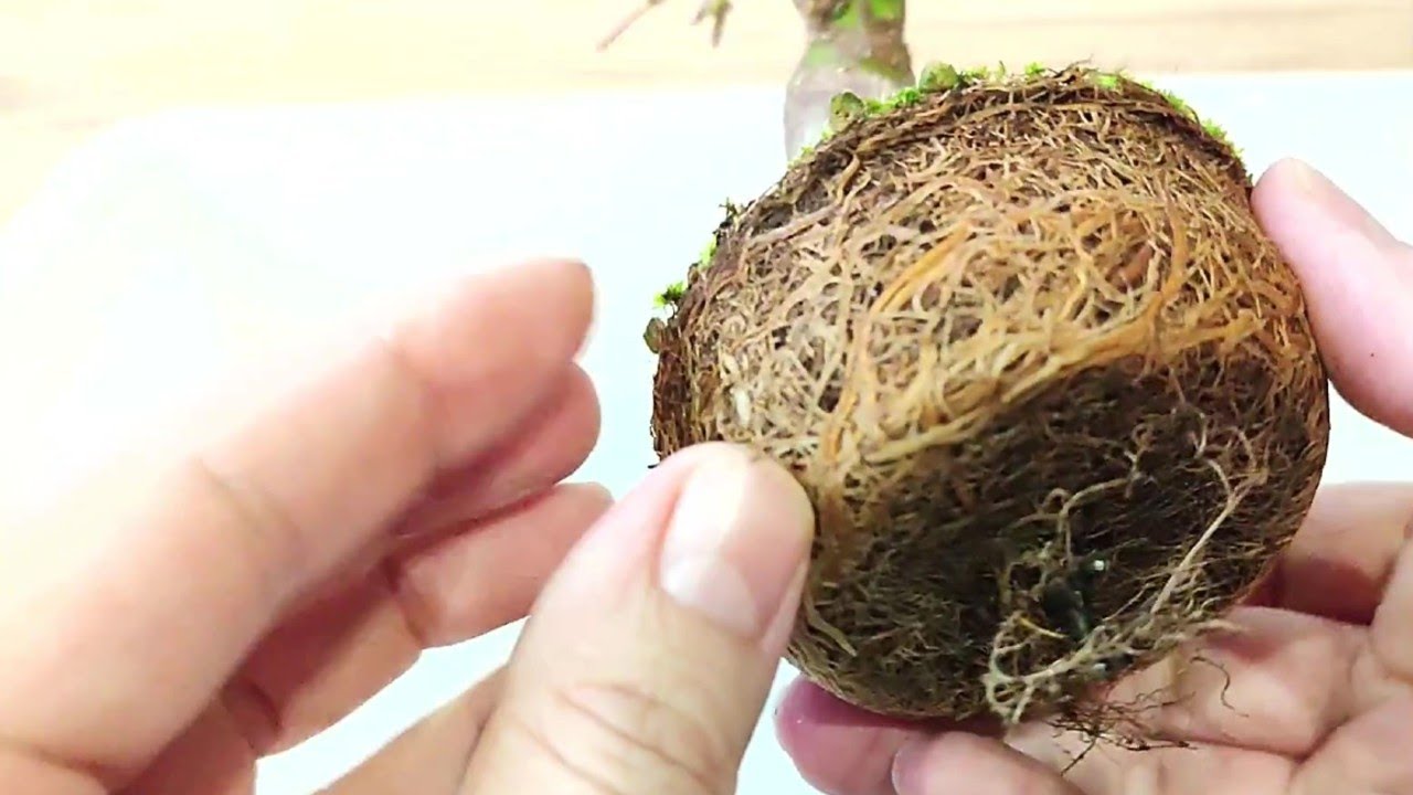 Trasplante de Arce Palmatum YAMAMOMIJI - BONSAI