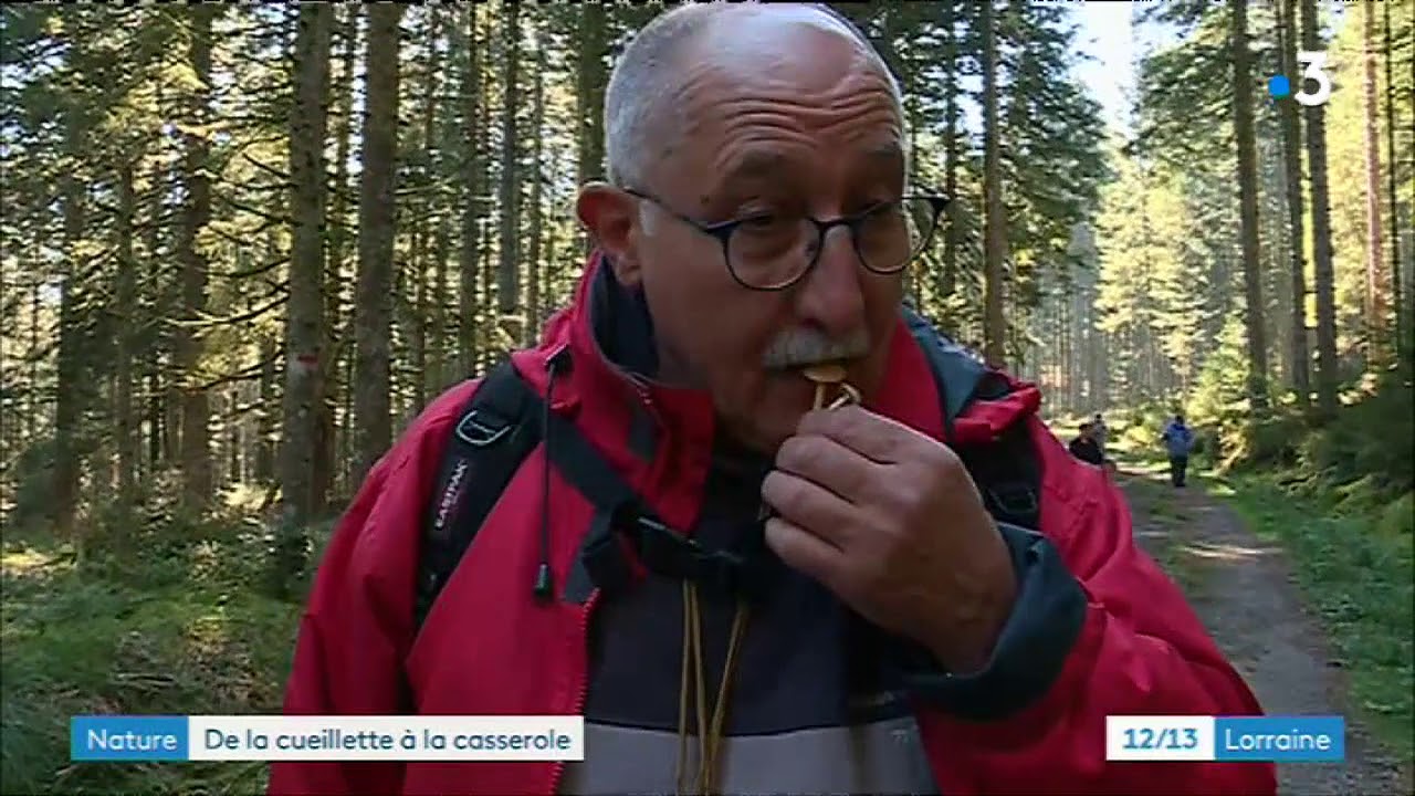 Vosges : sur le sentier des champignons des sous bois