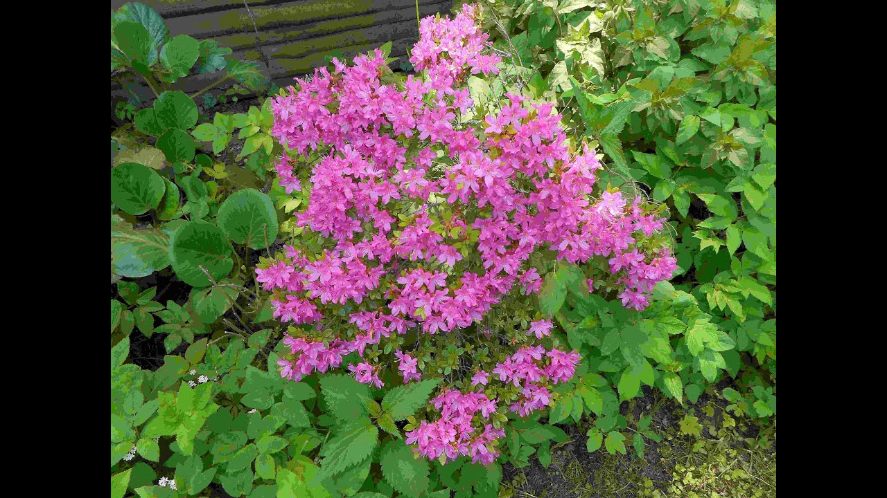 VĚRA KOCÁBKOVÁ  - ROZKVETLÉ ZAHRADY MÉ LÁSKY (DOWN BY THE SALLY GARDENS) - Samechov