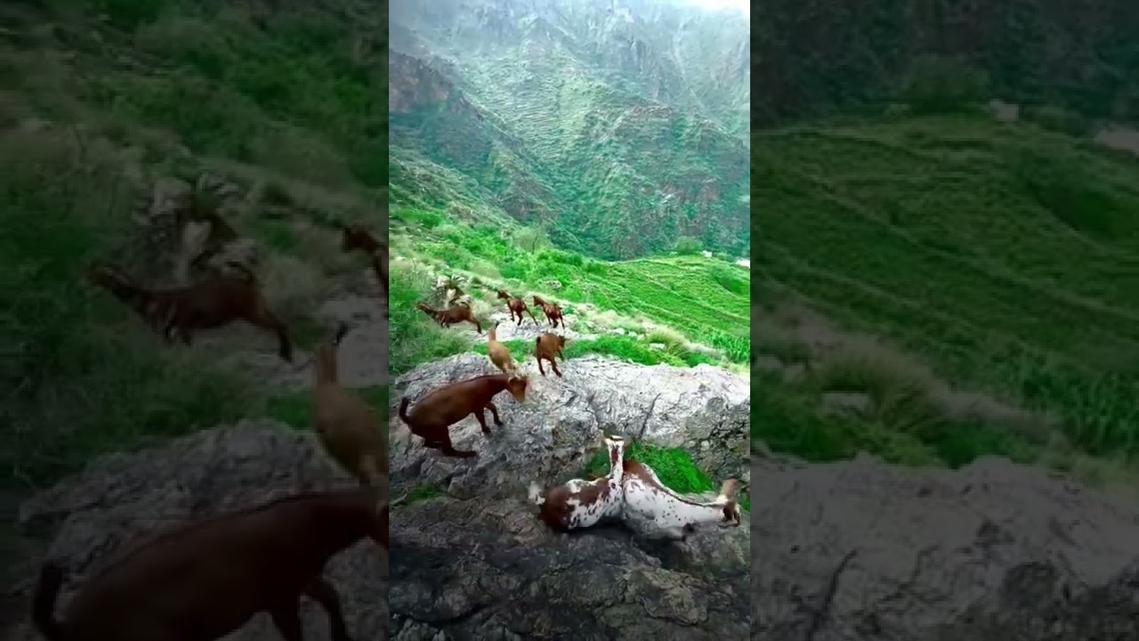 الجنوب رجال المع