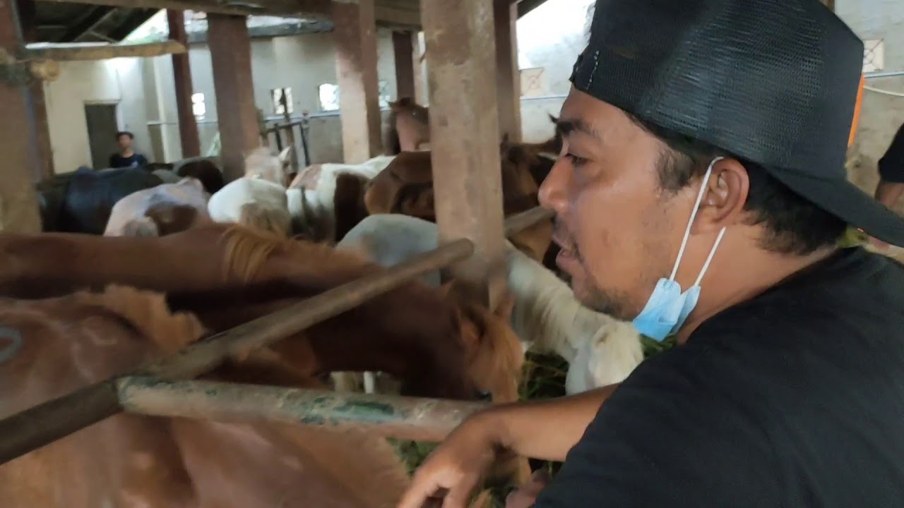 lihat kuda di karantina Surabaya