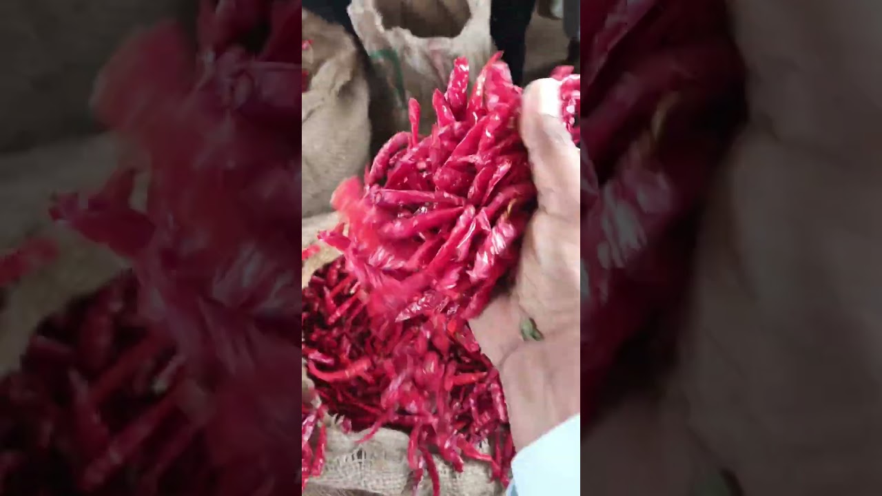 खंडवा मिर्ची मंडी में आज आवक कम रही पटकी 60 रुपए से ₹80 विकी अच्छा माल  वाला ₹100 से ₹130 डांडी  155