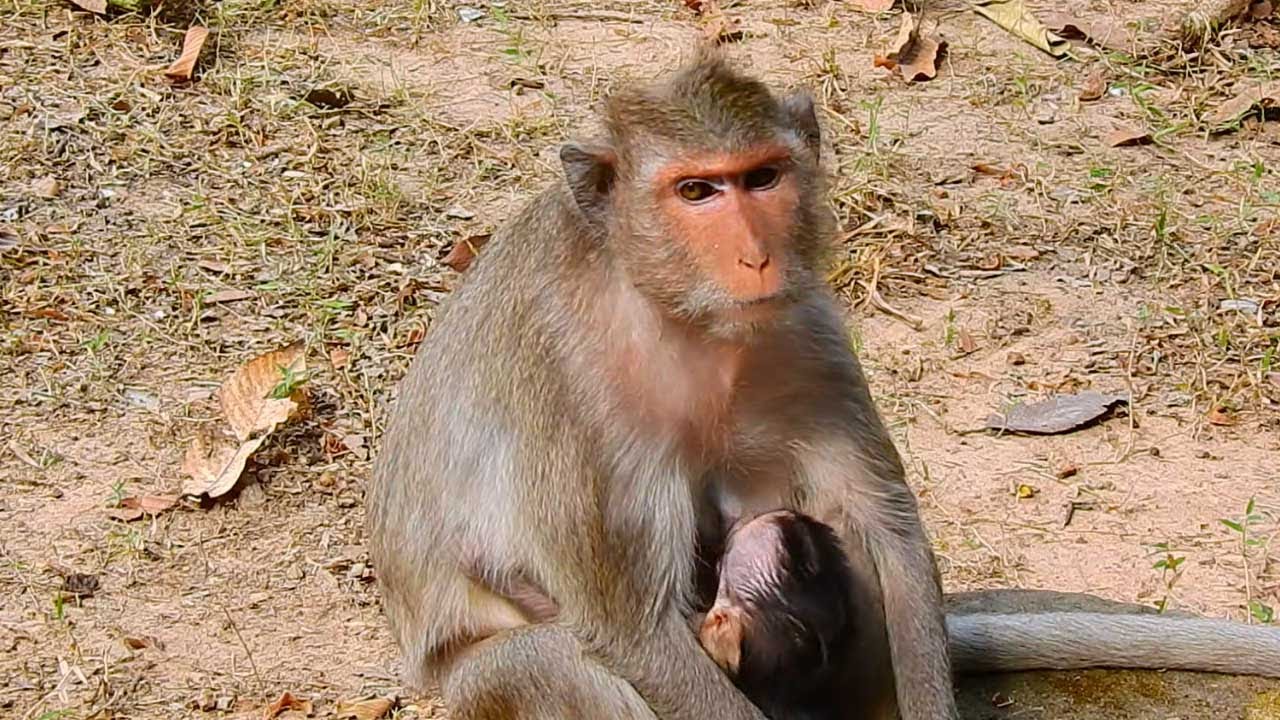 Monkey Julina Hugs Her Baby and Sits Calmly So the Baby Can Sleep