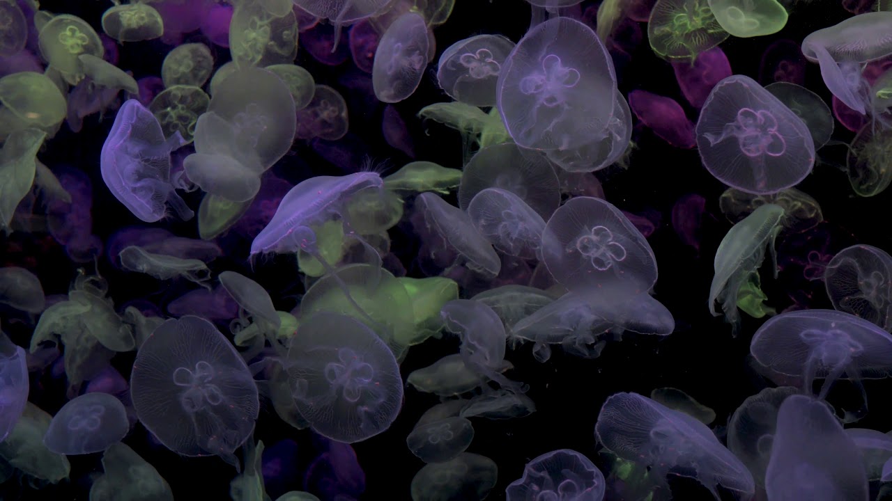 Jellyfish - Slow Visuals