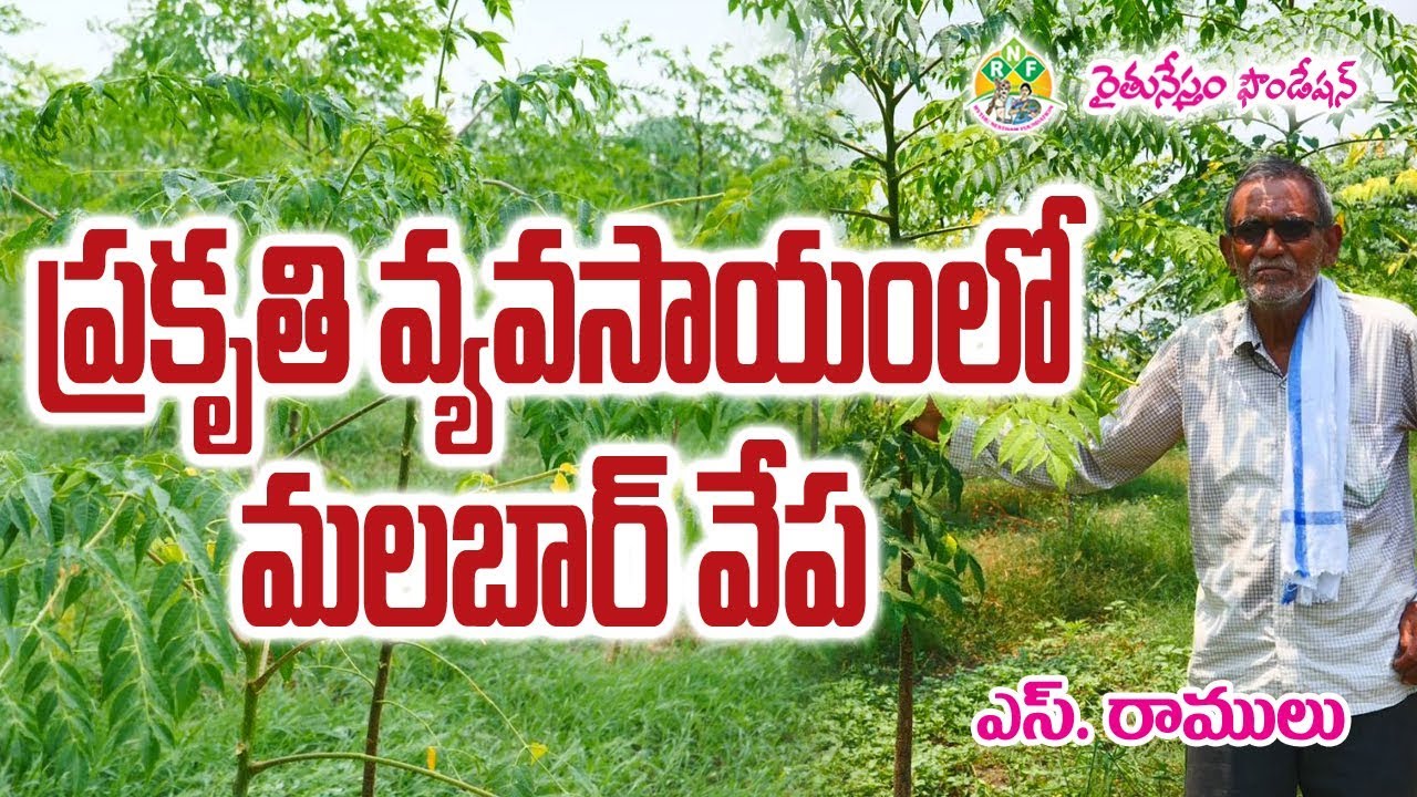 Melia Dubia Malabar Neem Natural Farming || S Ramulu || Rythunestham