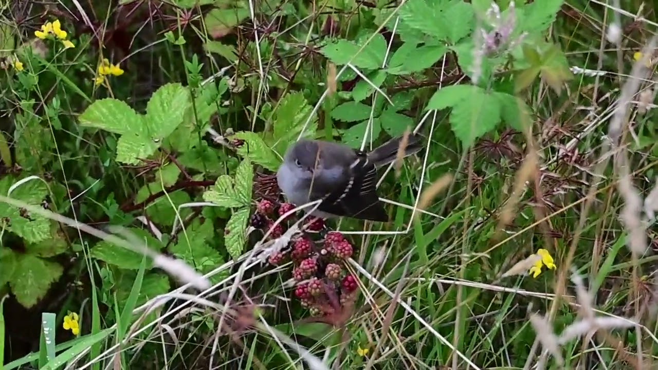 Fío Fío comiendo, Lago de Natri, Chiloé, febrero 2026