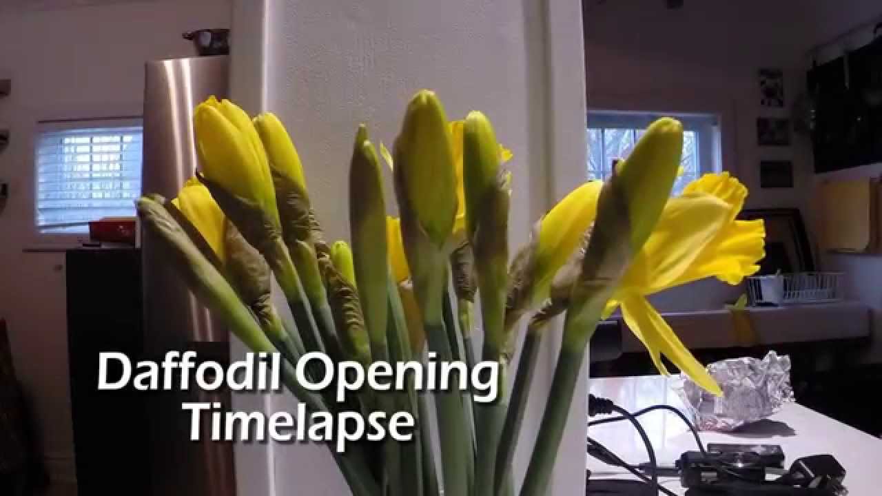 Daffodil Flowers Opening Time-lapse Blooming