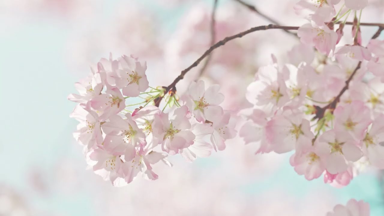 Cherry Blossom Relaxation 🌸 Light Breeze  Ascension Music for Sleep, Meditation & Focus 30 min Calm