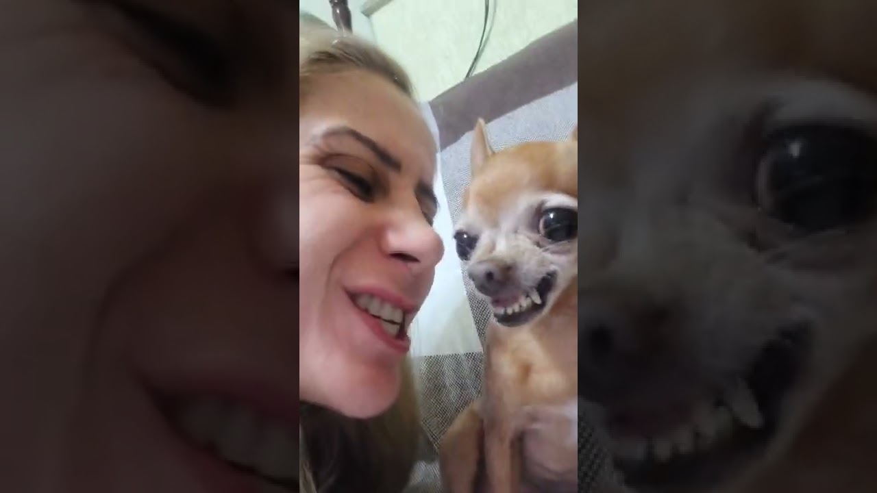 PINSCHER RAIZ, MORDEU O MEU NARIZ