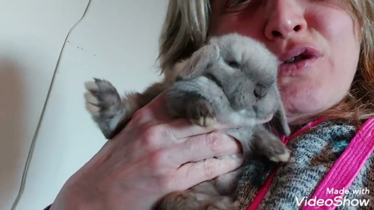 MINILOOP NUOVE CUCCIOLATE !!!