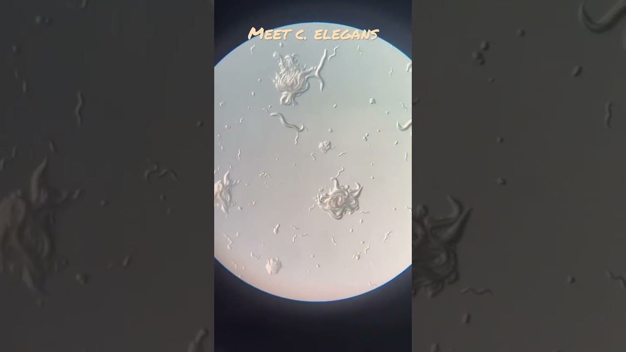 C. elegans (Caenorhabditis elegans) is a species of nematode or roundworms&hellip;.