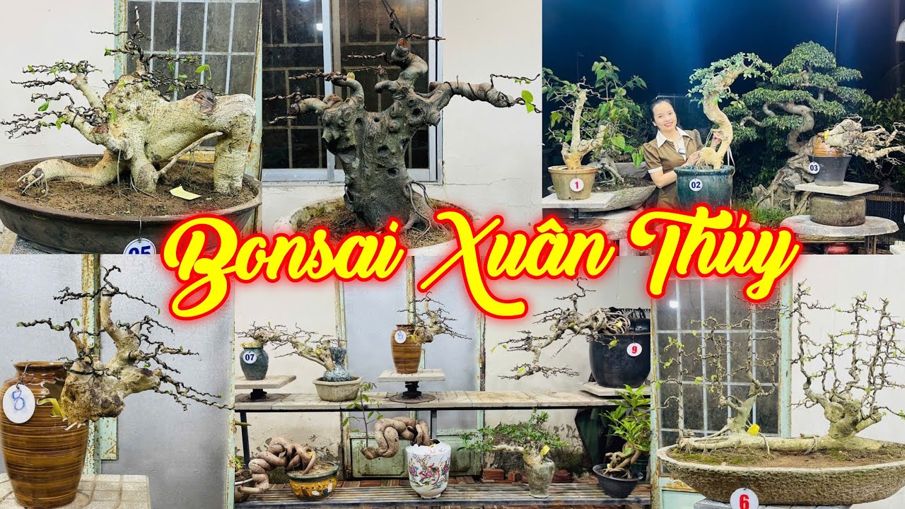 MISS XUÂN | #0967634263 | GIÁ RẺ NHIỀU CÂY QUÁI ĐẸP DUỐI THIÊN NHIÊN, SI HỒNG, CÓC RỪNG, SANH QUÊ...