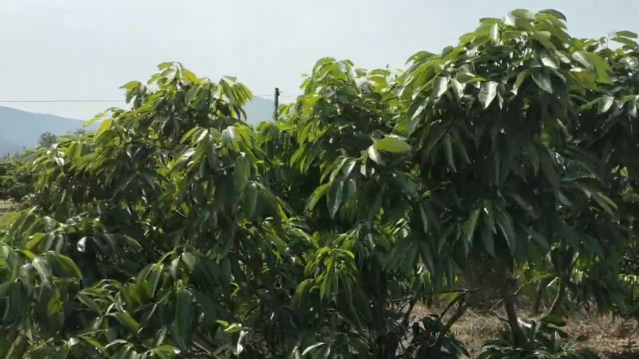 Chỉ ra lộc không ra hoa khi tưới kích sớm.