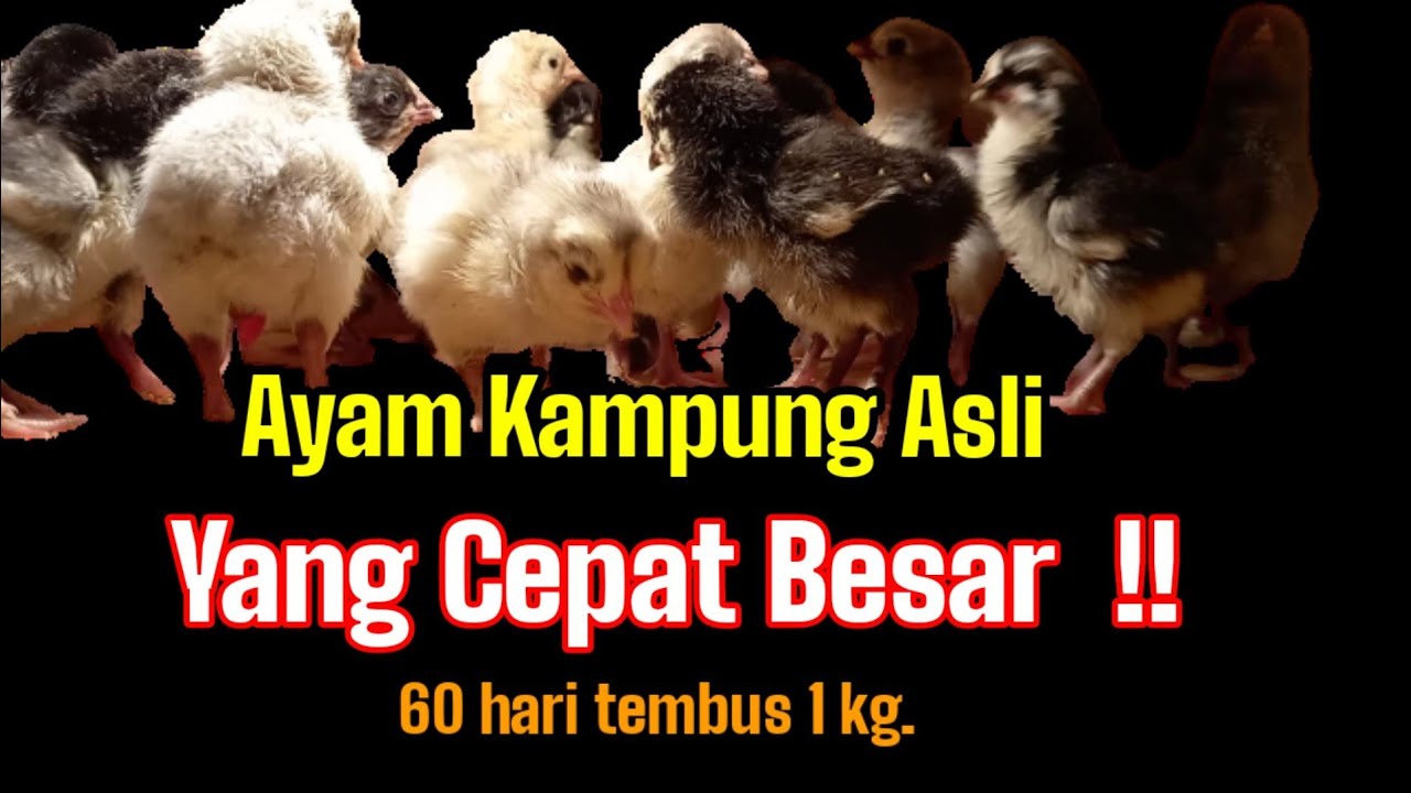 Cara mencetak DOC Ayam Kampung Asli  yang cepat Besar #ternakayam #001 @Kreatif TV