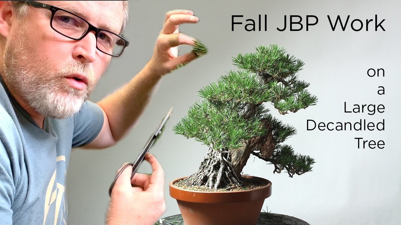 Bonsaify | Fall Cleanup on Large Japanese Black Pine Bonsai