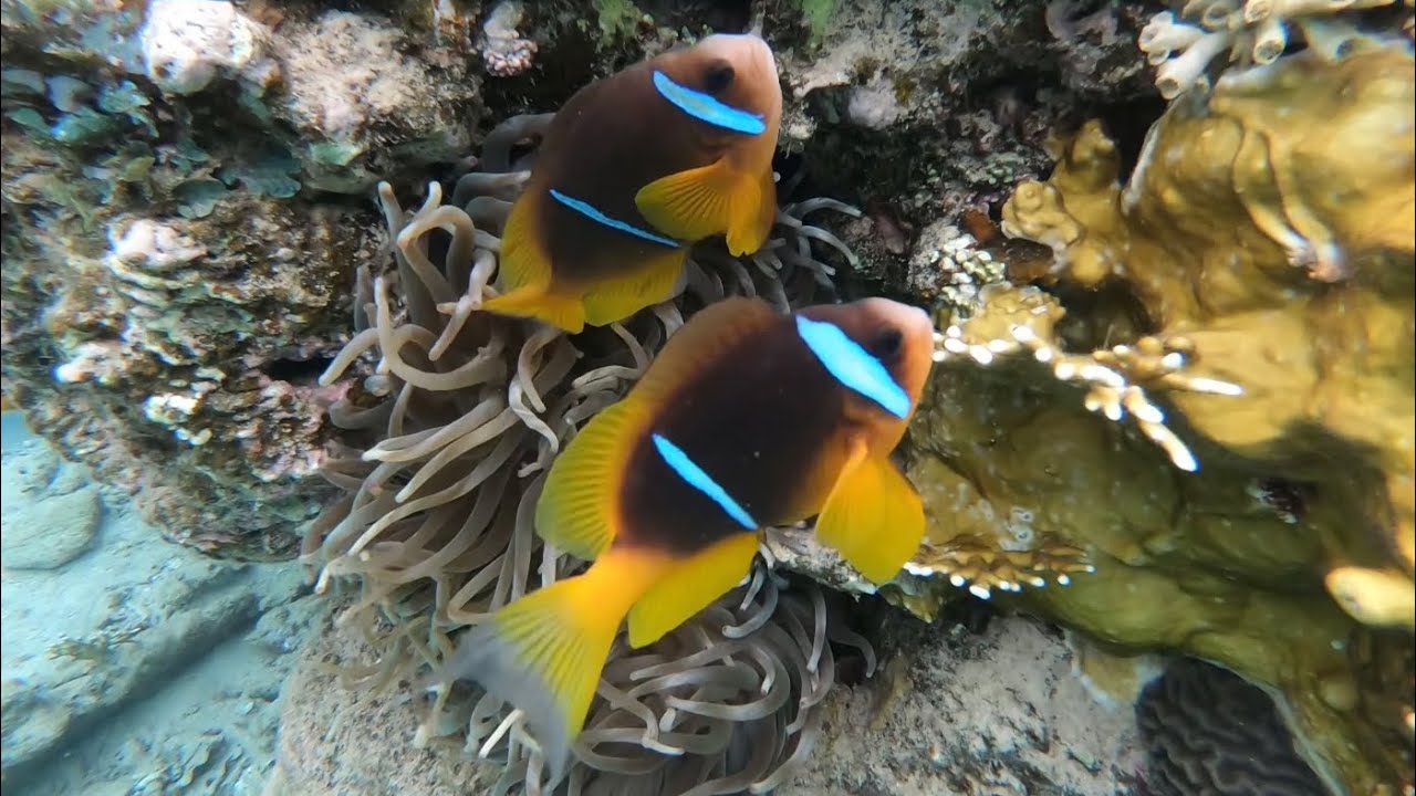 Aqaba Snorkelling | Day 2 | Japanese Garden
