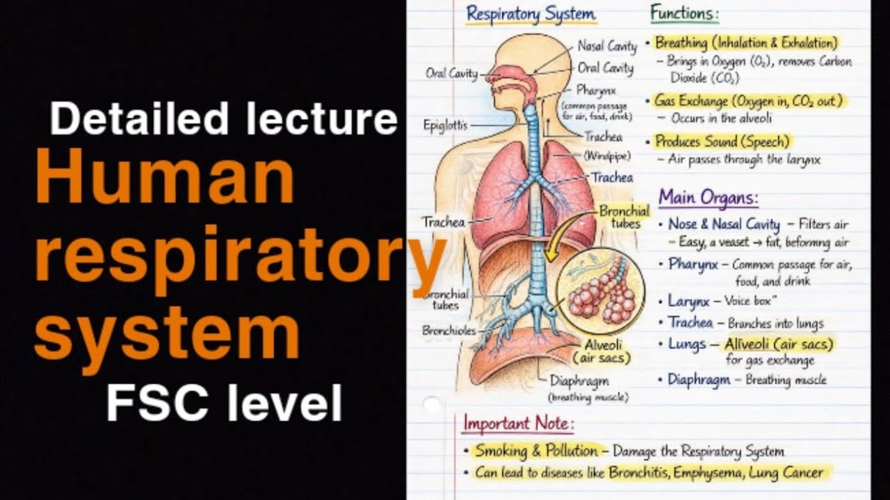Human respiratory system| Anatomy,  Mdcat ,& FCS LEVEL as well
