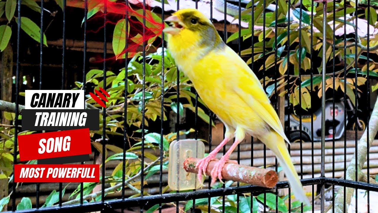 The Belgian Canary is Singing! Listen Now, Your Canary Will Sing