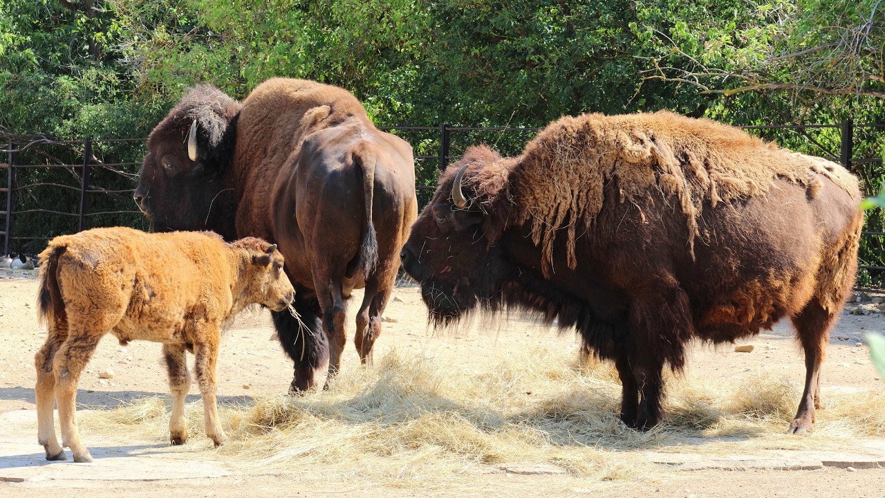 Beautiful American Bison family - Mom, dad and a baby