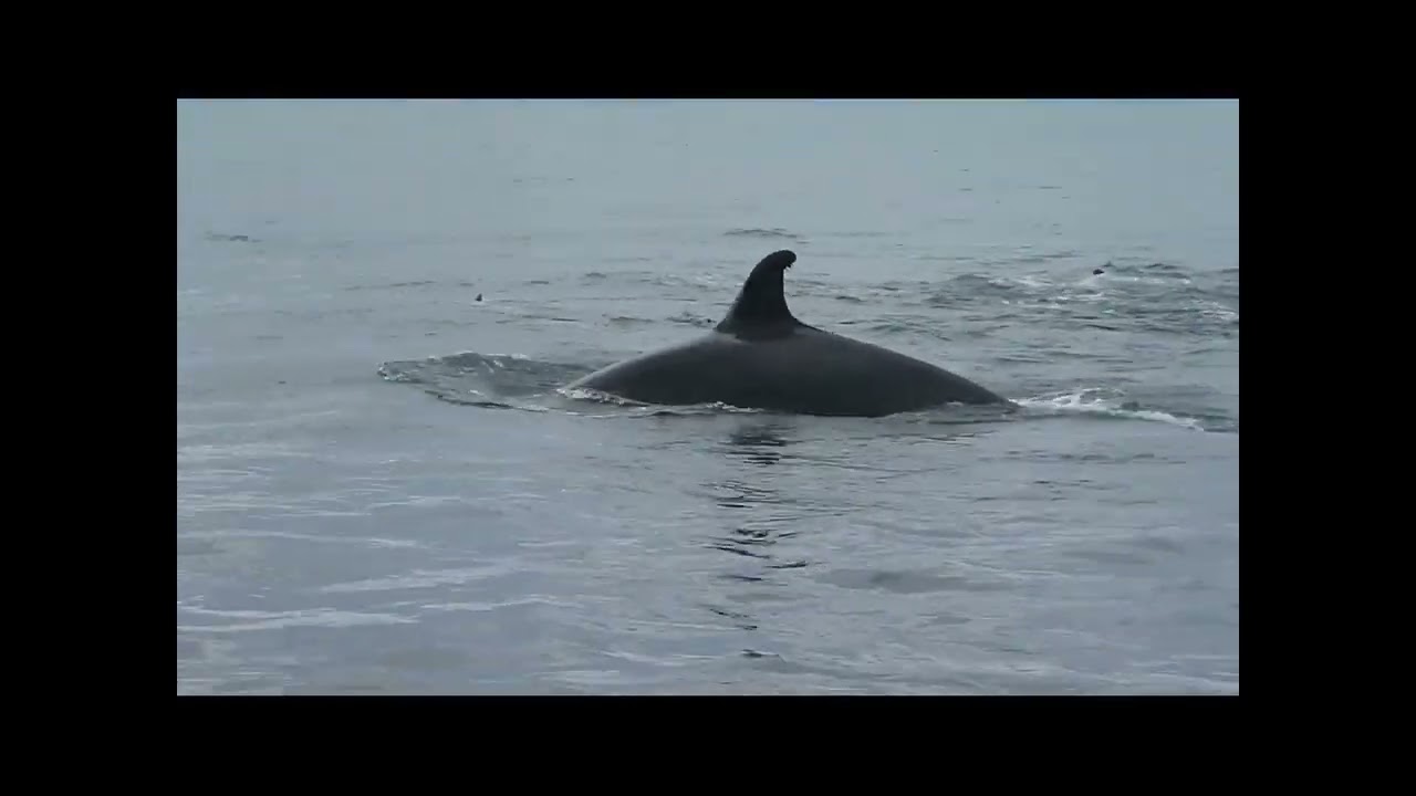 Baia California 2012