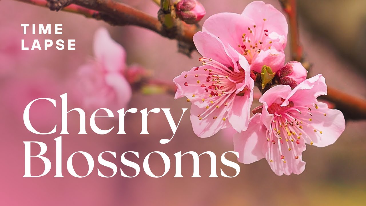 Timelapse: Watch Sakura/Cherry Blossoms Bloom