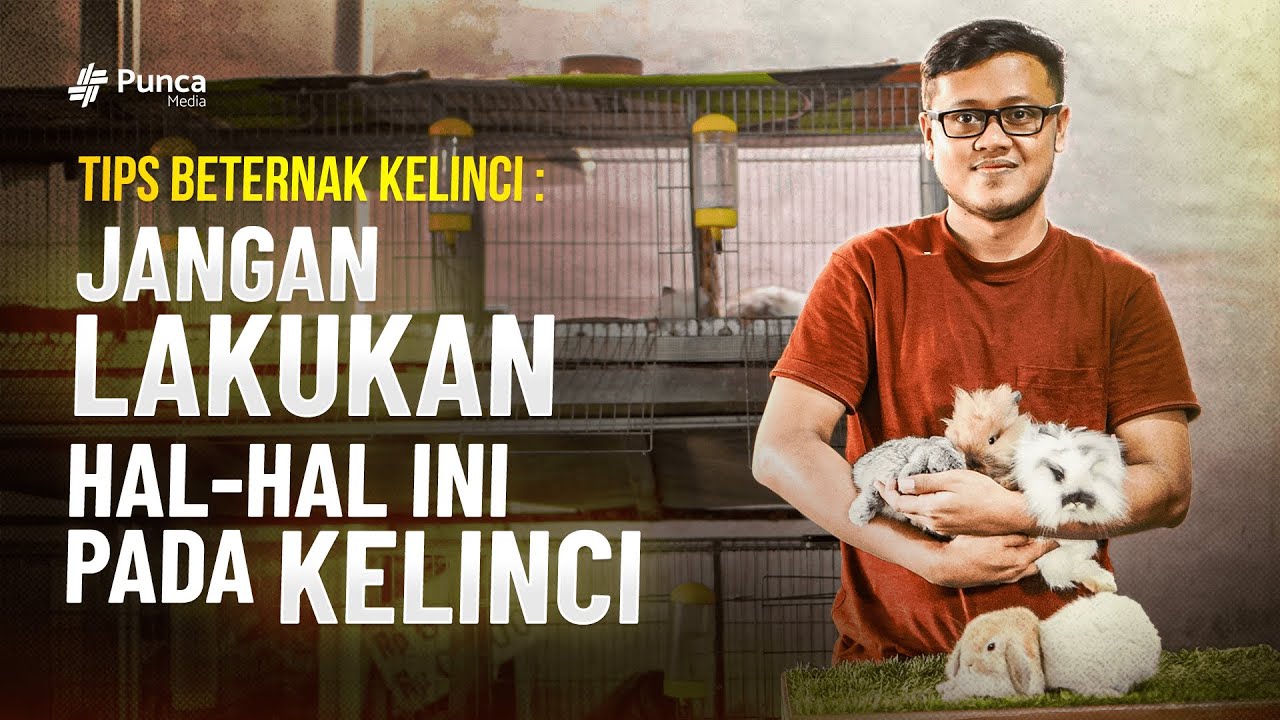 Cara Merawat Kelinci yang Benar Dari Makanan Hingga Kebersihan Kandang, Kelinci Tidak Mudah Sakit