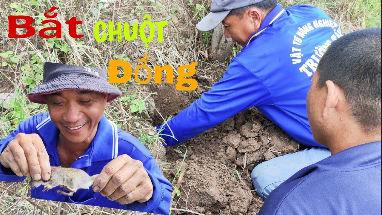 Đào Hang Bắt Chuột Ngày Bão Về| Vlog Miền Tây |