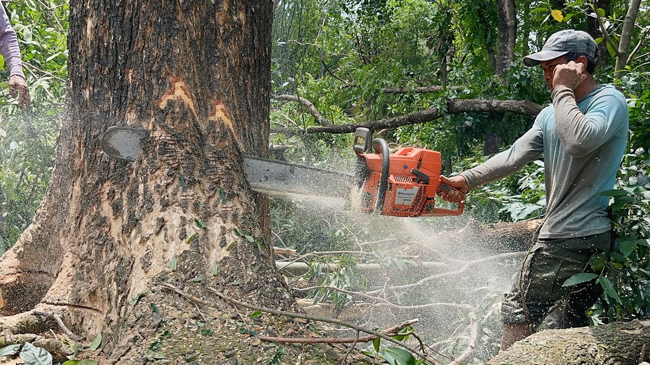 Evacuation of fallen trees and felling of dangerous tall trees‼️