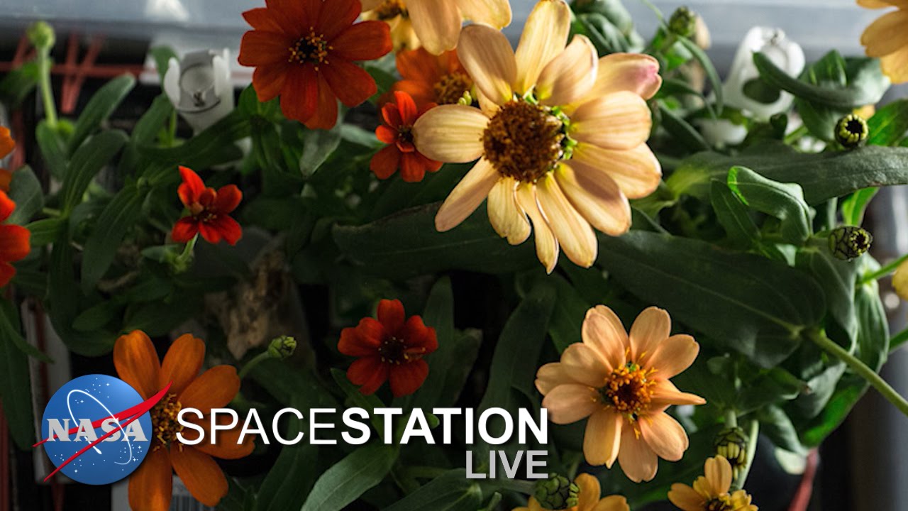 Space Station Live: The Zinnias of Space
