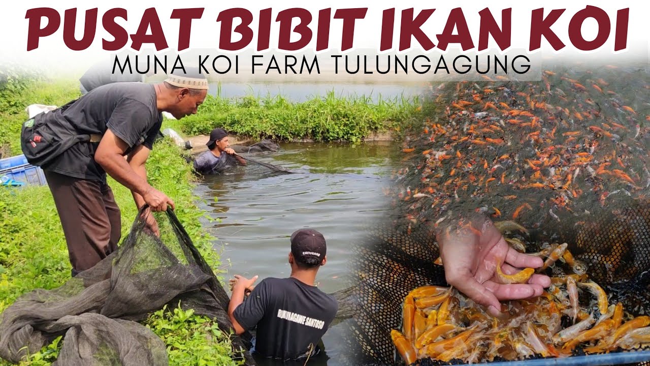 Ini Dia Harga Bibit Ikan Koi Langsung Dijaring Dari  Mud pond | Muna Koi Farm Tulungagung