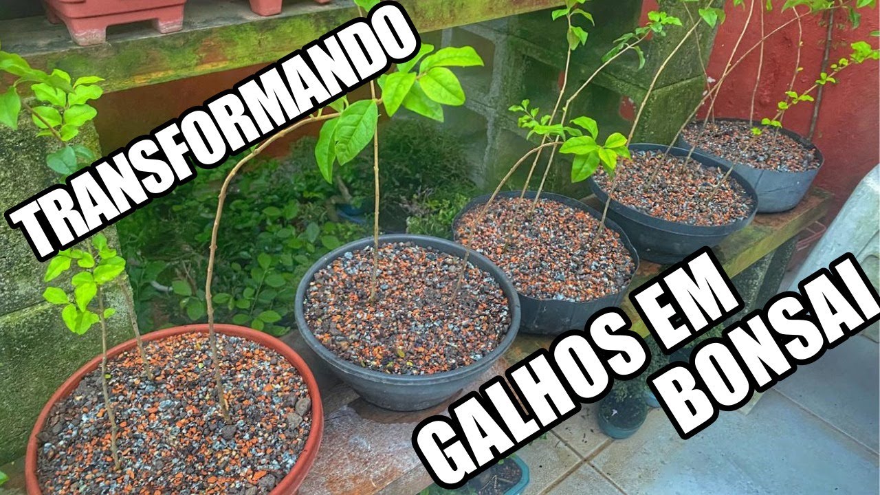 TRANSFORMANDO GALHOS EM BONSAI - ESTAQUIA - PARTE 2