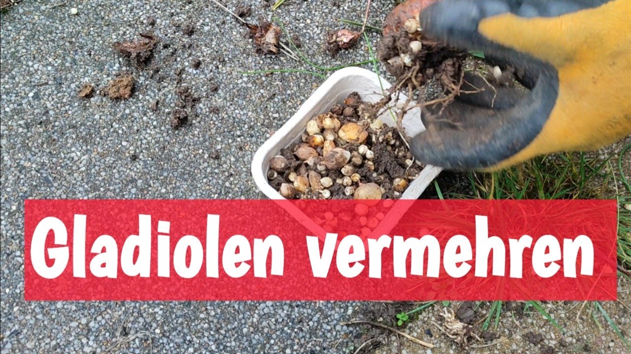 Gartentipps | Gladiolen vermehren | einfach & effektiv 🌸✅