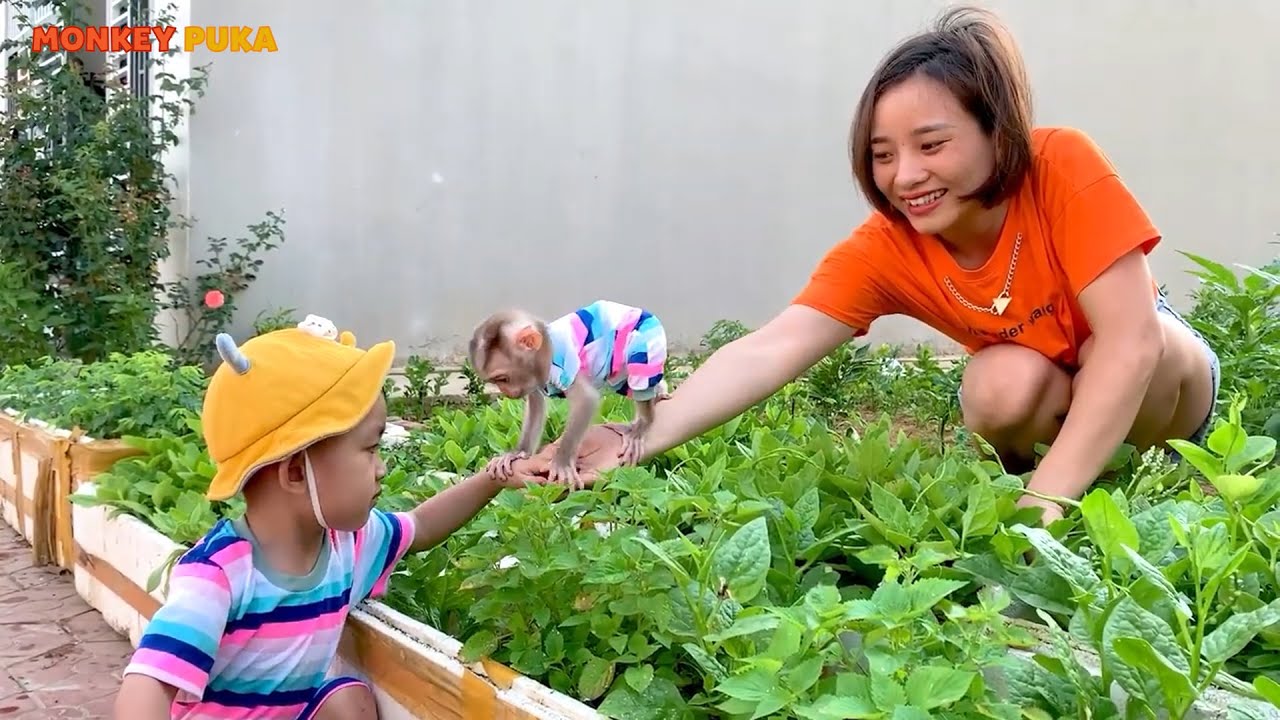 Monkey Puka and baby Khang work in the garden with their mother