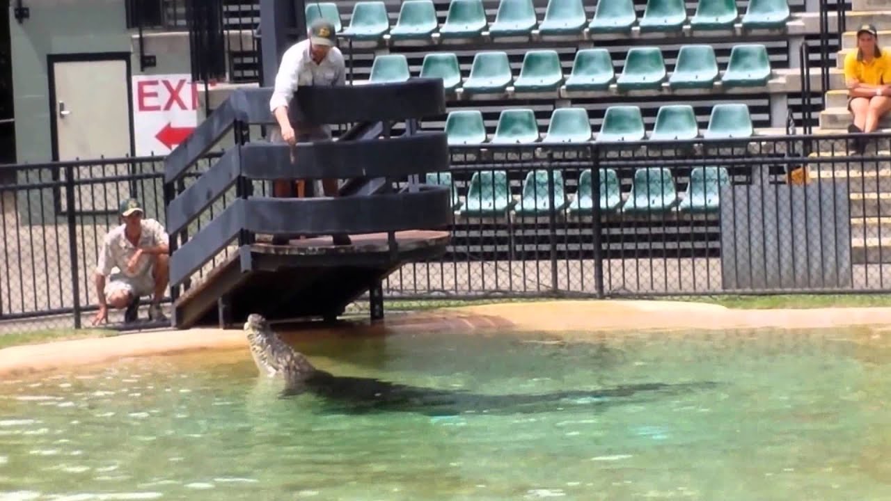 Crocodile Show at Australia Zoo