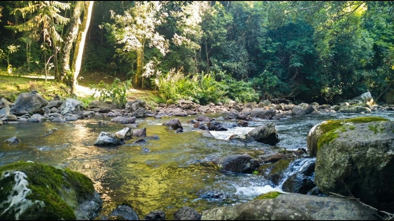 Pure River & Cicadas 🌿 3 Hours of Real Nature Sounds for Study & Sleep (No Music)