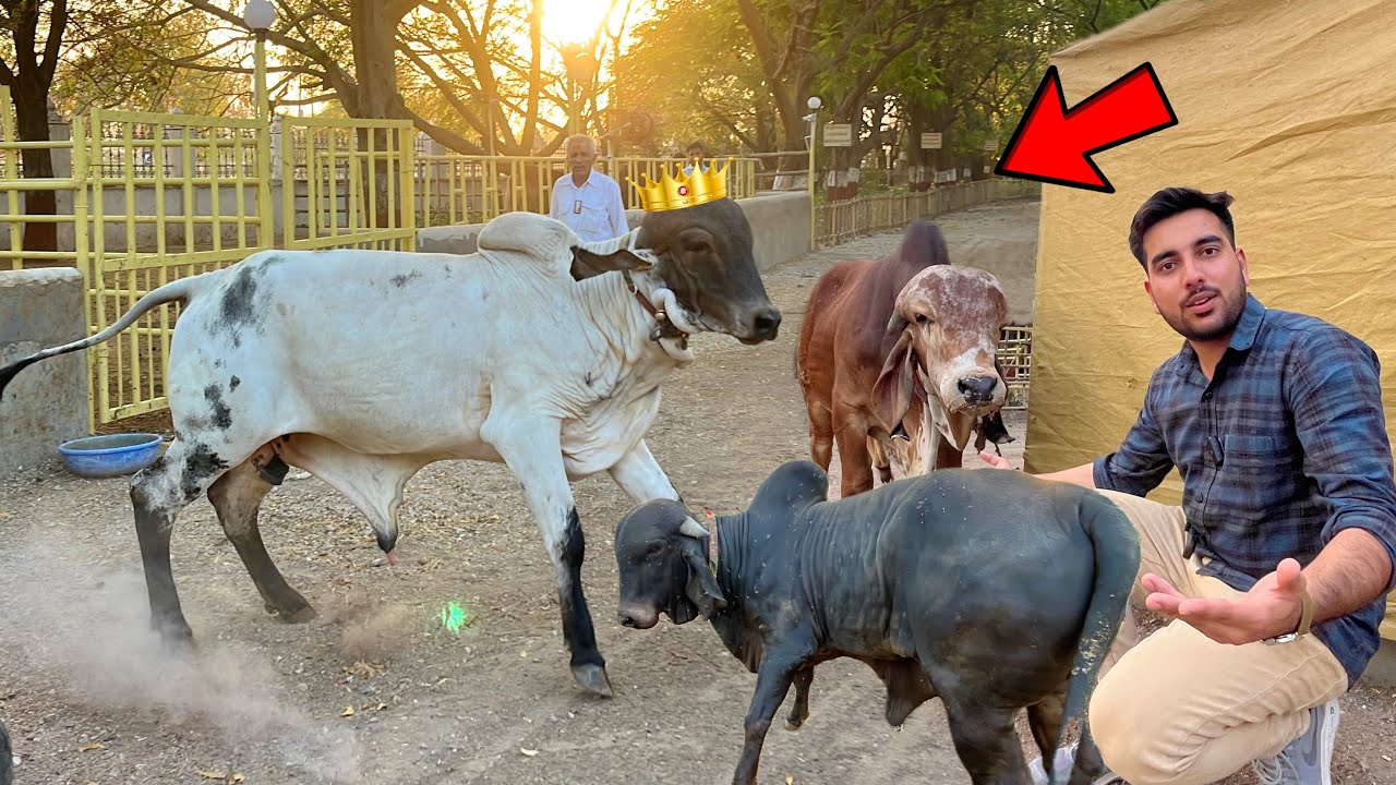 Future Ke Top Gir Bull🔥😱 (khundaldham Gir Gaushala-Gujarat)