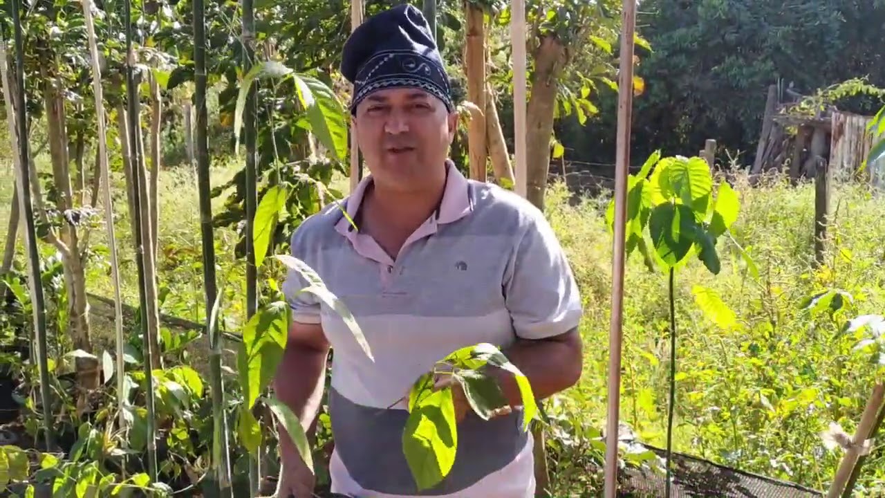 Jagube, Mariri , cip&oacute; sagrado , essencial no preparo do vinho da alma.