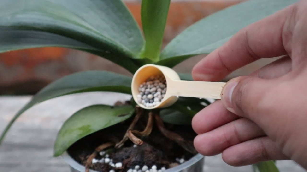Alimenta a tus Orquideas para que Florezcan