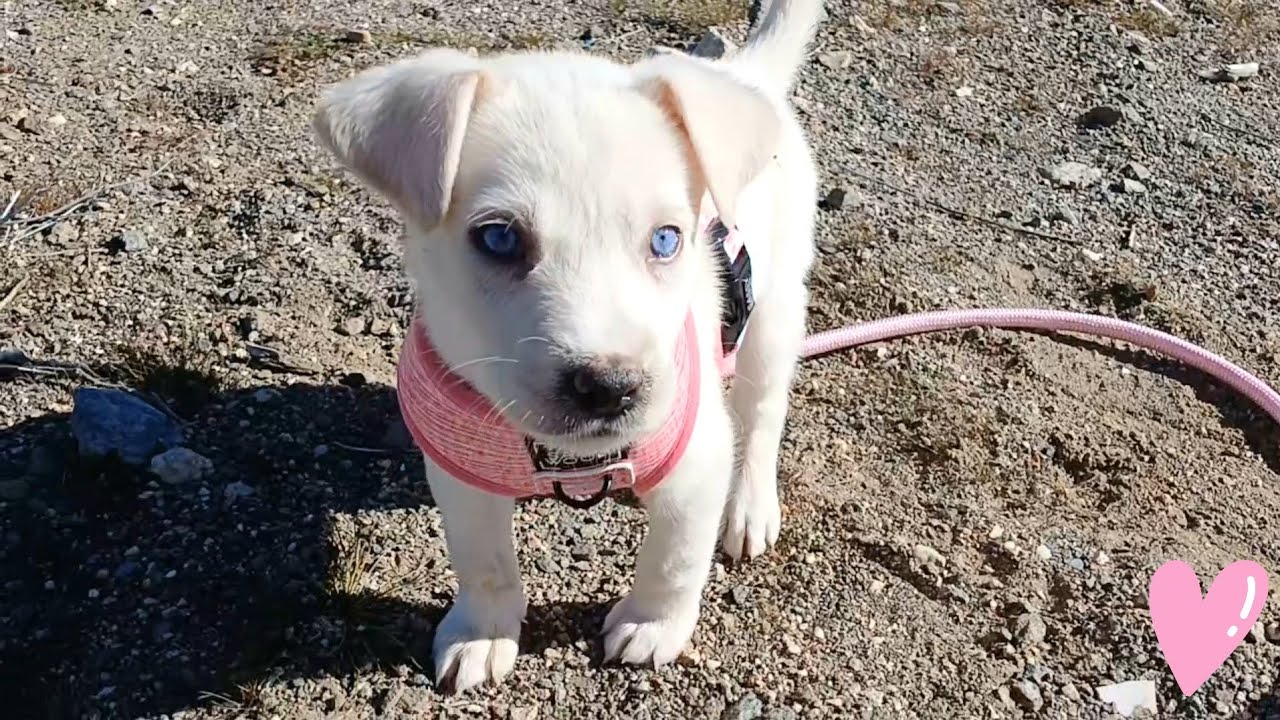 White Husky Puppy First Time On A Leash (P+L Training) 