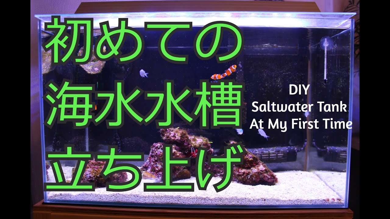 海水水槽に立ち上げました。　DIY SALTWATER TANK