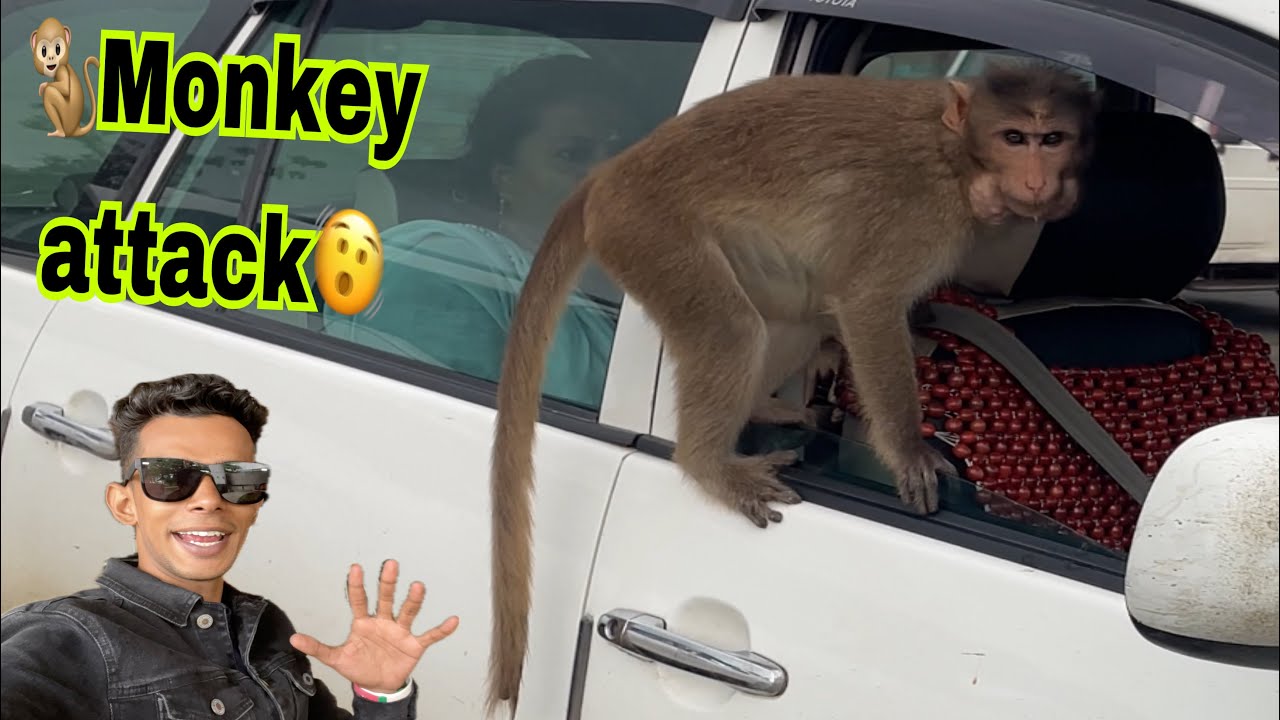 ￼Monkey attack, 🐒Igatpuri waterfall ❤️￼