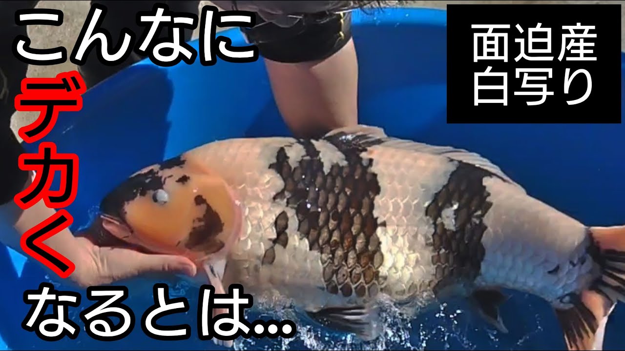 【白写り７６cm】こんなにデカくなるとは…幅が凄い！#koi　#nisikigoi　#ปลาคราฟ　#錦鯉　#アクアリウム