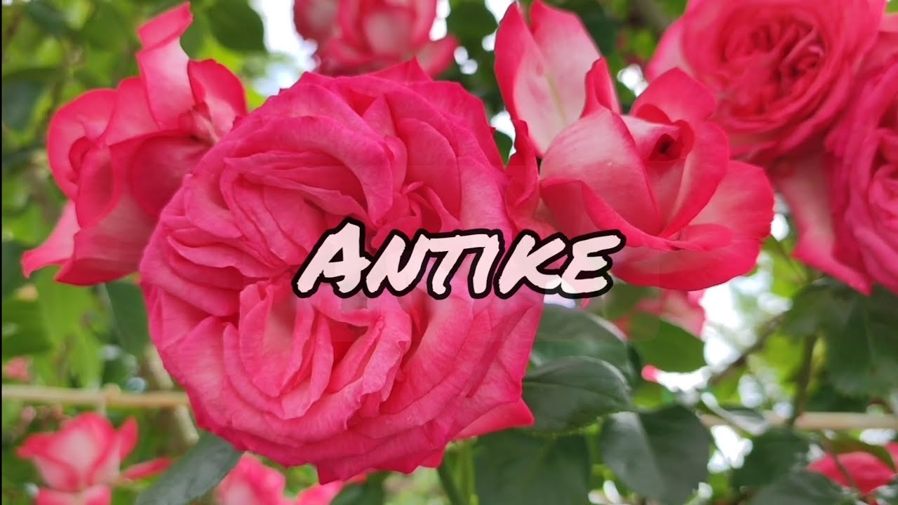 Vlog-220 Роза Антик (Antike) Kordes Германия, 1988г. плетистая  