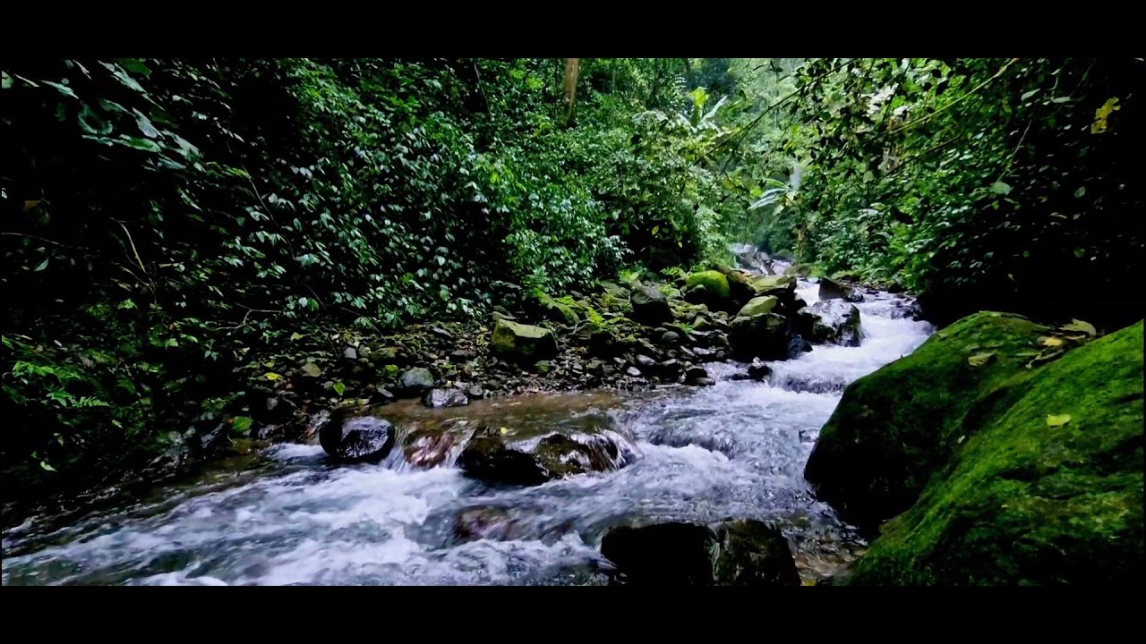 Gentle River Stream  Calming Night Ambience