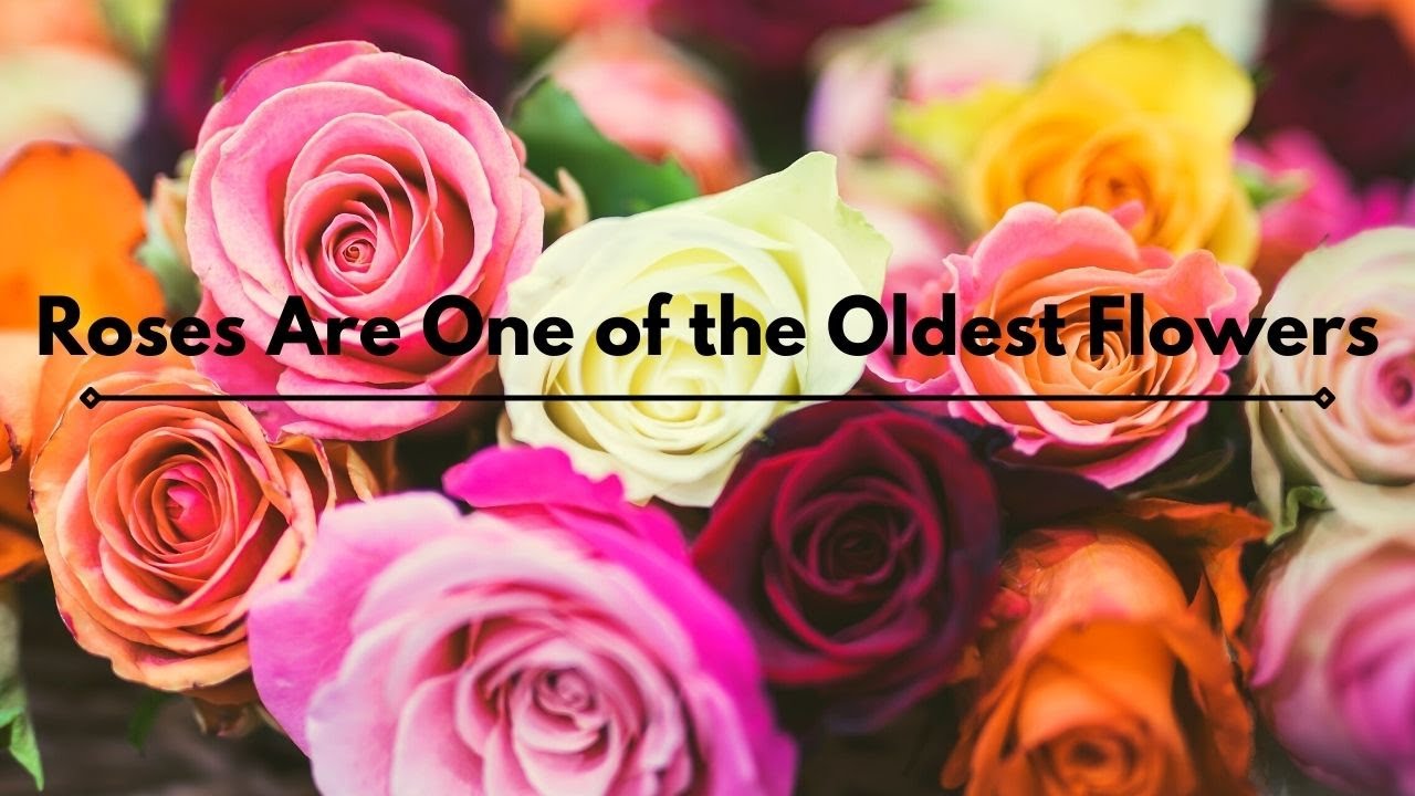 21 Fascinating Facts about Roses!