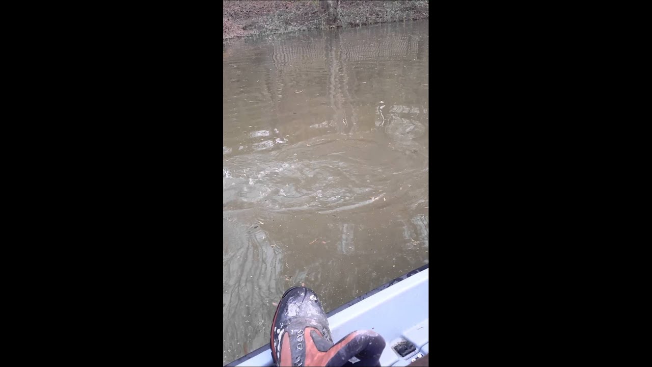 Huge Bream