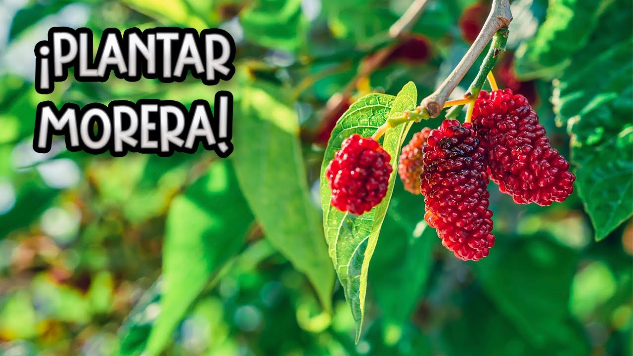Como Y Cuando Plantar Una Morera : Cuidados Y Necesidades De Este &Aacute;rbol || La Huertina De Toni